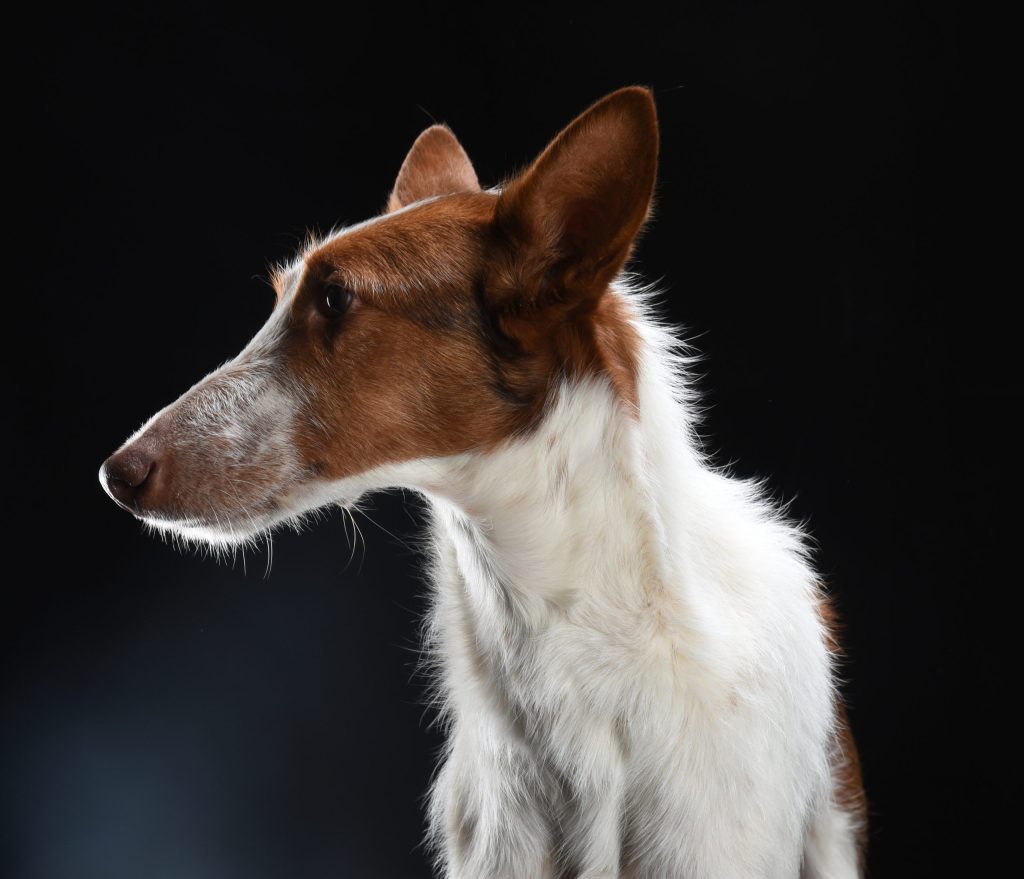 Hundeportrait vor schwarzem Hintergrund, Fellnasenfotos Stuttgart