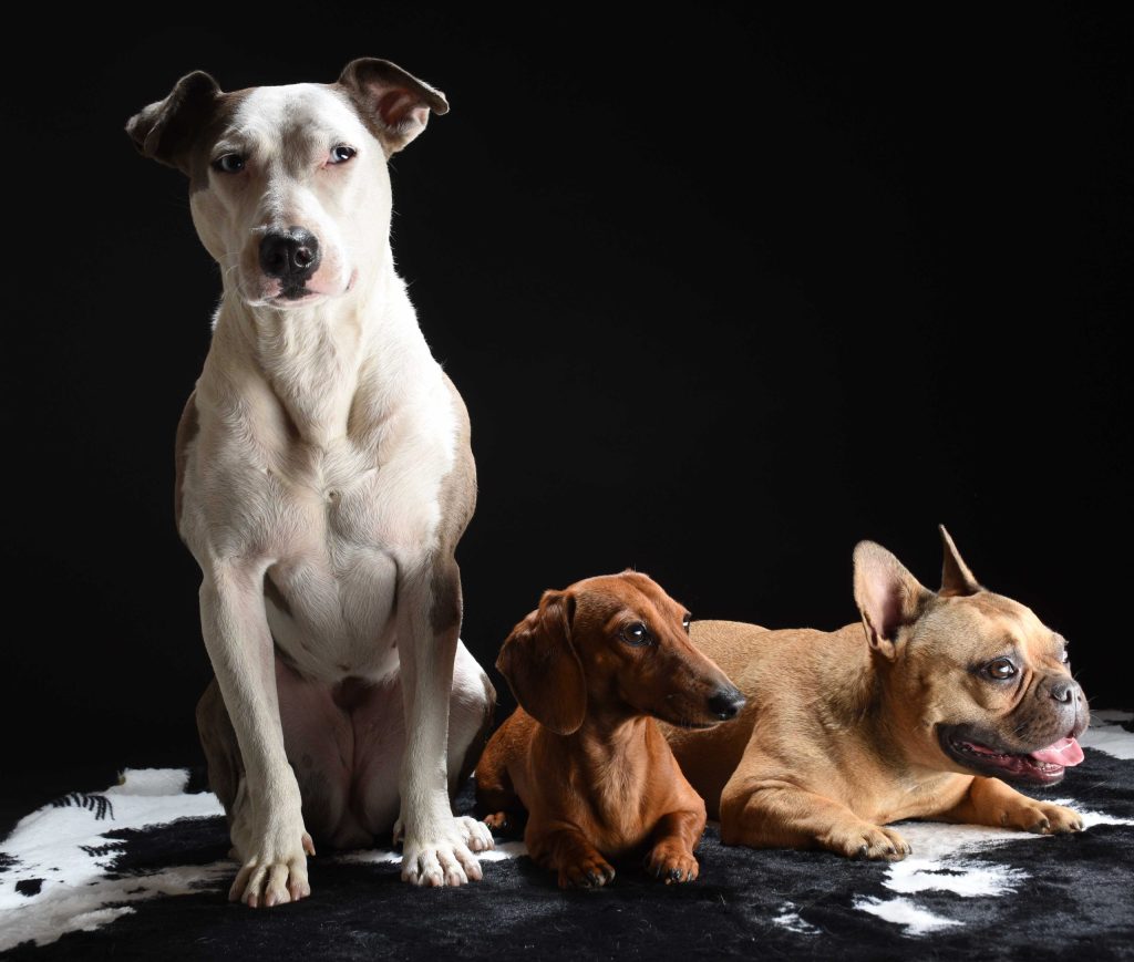 Hundeportrait aus dem Studio in Stuttgart