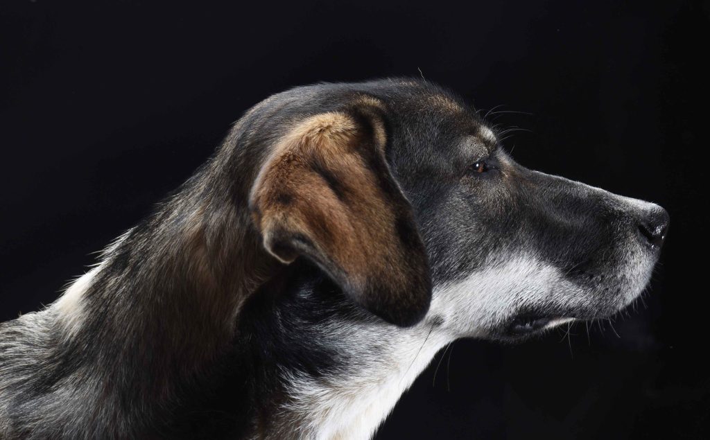 Hundeportrait aus Stuttgart