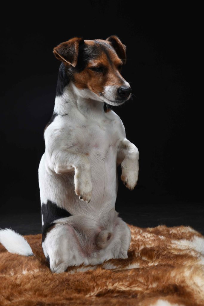 Hundeportrait, Fellnasenfotos