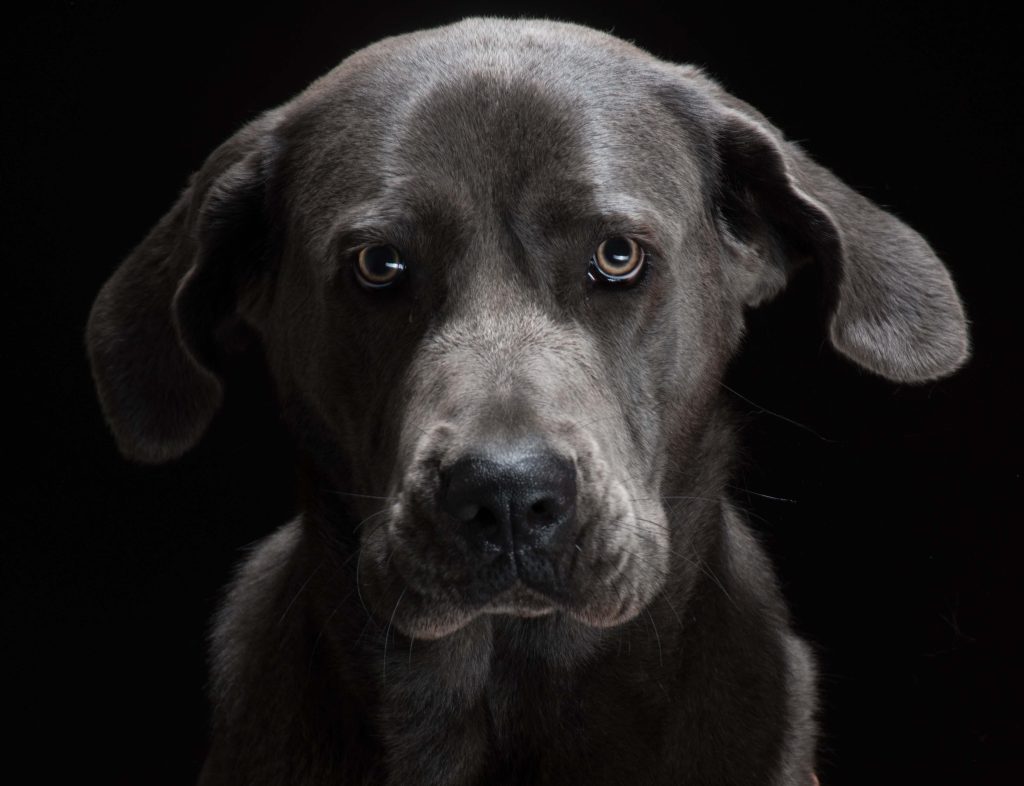Hundeportrait, Fellnasenfotos Stuttgart