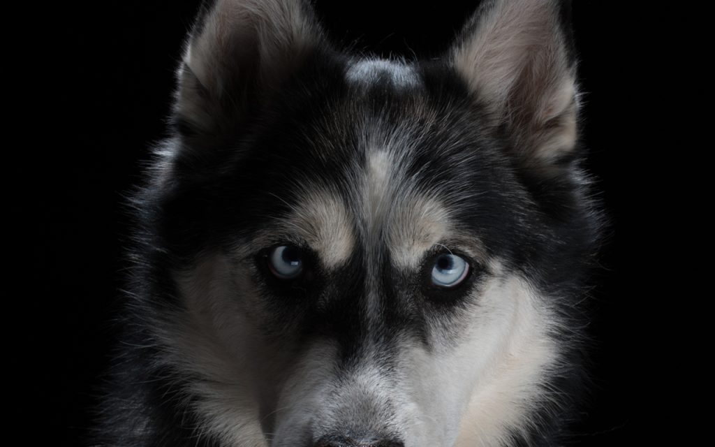 Hundeportrait, Studioarbeit