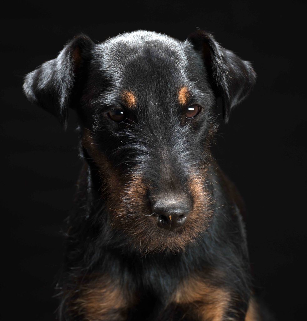 Hundeportrait, Auswahl aus der Galerie