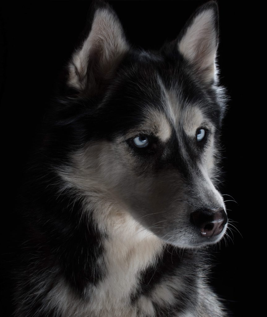 Hundeportrait im Studio