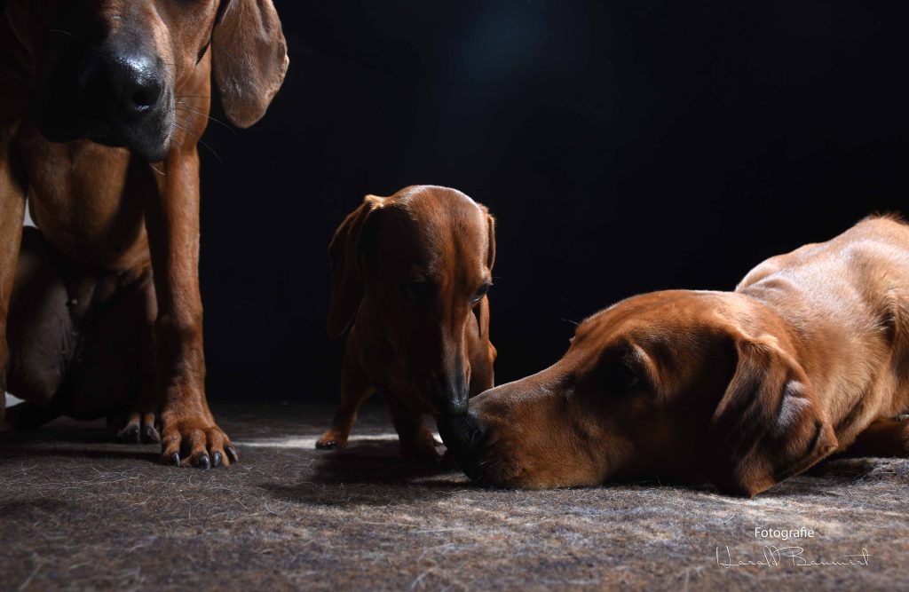 Hundeportrait, ruhige Aufnahme