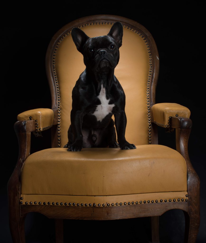 Hundeportrait, Studioaufnahme