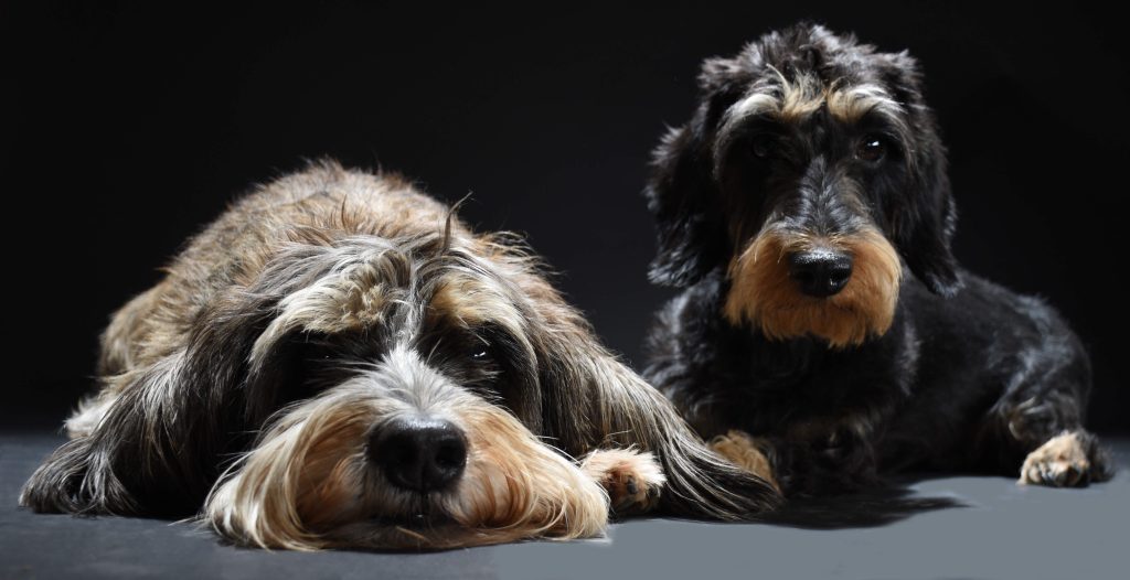 Hundeportrait vor dunklem Hintergrund