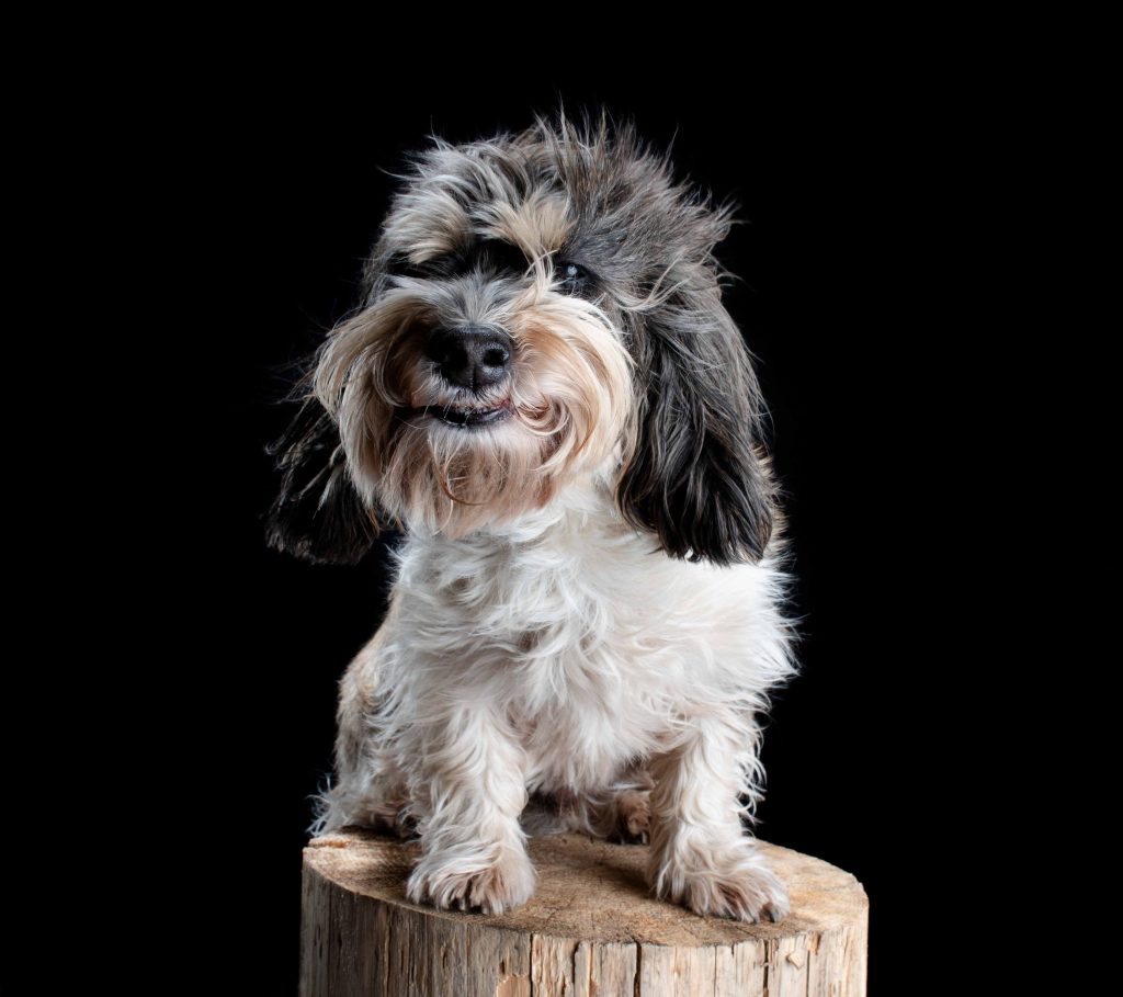 Hundeportrait mit klarem Blick