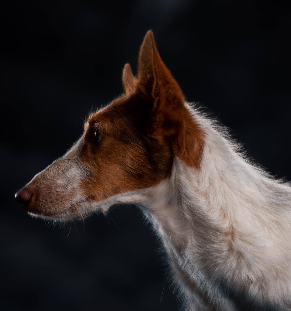 Edda, Studiohund von Fellnasenfotos