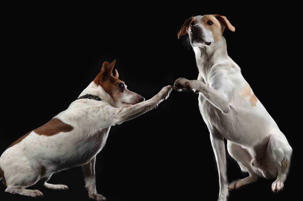 Hundeportrait von Harald Baumert
