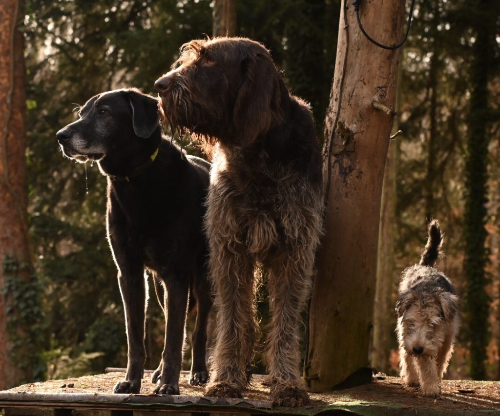 Hunde auf dem Gelände der Hundetagesstätte Keltental